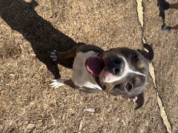 Pit Bull Terrier Dogs Available for Adoption in Dillsburg, Pennsylvania - Greyson | PetCurious