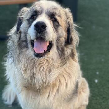 Great Pyrenees and Mastiff Dogs Available for Adoption in Idaho Falls, Idaho - Norm | PetCurious