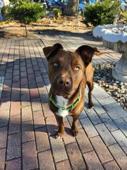 Mixed Breed Dogs Available for Adoption - Crikey! | PetCurious