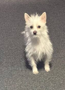 Terrier Dogs Available for Adoption in Chappell, Nebraska - Jerry | PetCurious
