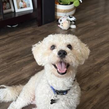 Fern -  Poodle Dog for Adoption in Martinez, California - Fern | PetCurious