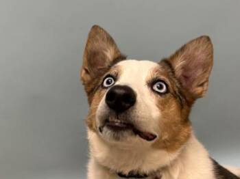 Dante -  Australian Shepherd and Cattle Dog Dog for Adoption in Woodbury, Minnesota - Dante | PetCurious