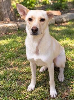 Coconut -  Shepherd Dog for Adoption in Lutz, Florida - Coconut | PetCurious