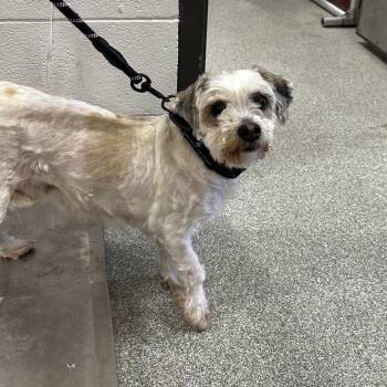 Thea -  Mixed Breed Dog Available for Adoption in Oak Brook, Illinois - Thea | PetCurious