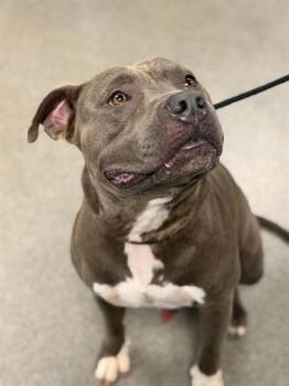 CYBERTRUCK -  Pit Bull Terrier and Mixed Breed Dog for Adoption - CYBERTRUCK | PetCurious