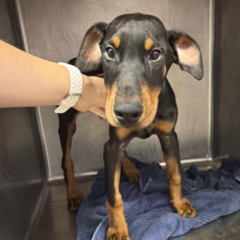 James -  Doberman Pinscher Dog for Adoption in Northbrook, Illinois - James | PetCurious