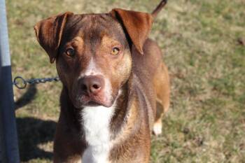 Yuri -  Hound Dog for Adoption in Ionia, Michigan - Yuri | PetCurious