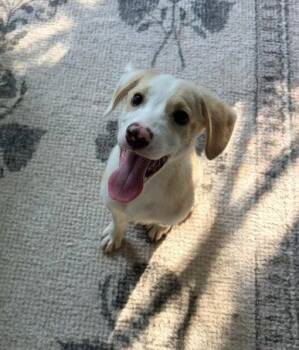 Arlo Butterbean -  Labrador Retriever Dog for Adoption in Milton, Georgia - Arlo Butterbean | PetCurious