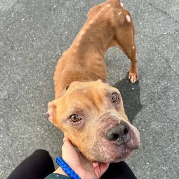 RUSSEL - Needs a foster or adopter -  Pit Bull Terrier Dog for Adoption in Largo, Florida - RUSSEL - Needs A Foster Or Adopter | PetCurious