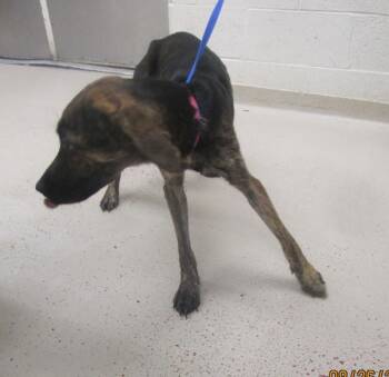 Kelly(57) -  Hound and Labrador Retriever Dog for Adoption in Marietta, Georgia - Kelly(57) | PetCurious