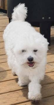 Hahn -  Maltese Dog for Adoption in Anniston, Alabama - Hahn | PetCurious