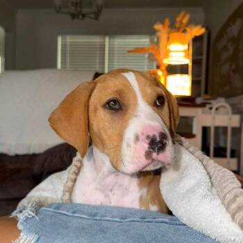 Blubber -  Mixed Breed Dog for Adoption in Savannah, Georgia - Blubber | PetCurious