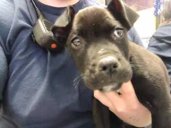 Pit Bull Terrier Dogs Available for Adoption - STRAWBERRY | PetCurious