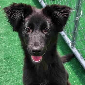 Black Labrador Retriever Dogs Available for Adoption in Gainesville, Texas - Razberry | PetCurious