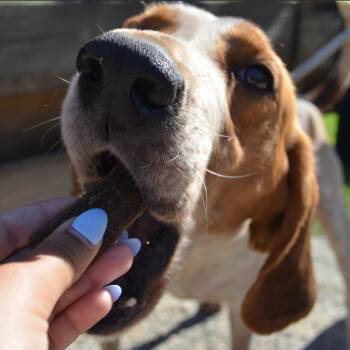 English Coonhound and None Dogs Available for Adoption in Quincy, Florida - KENNY ROGERS | PetCurious