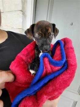 Chihuahua Dogs Available for Adoption in San Antonio, Texas - GRUNT | PetCurious