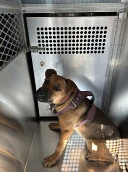 Rescue Mixed Breed Dogs for Adoption in Fort Worth, Texas - 59738697 | PetCurious