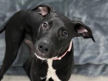 Doberman Pinscher and Labrador Retriever Dogs Available for Adoption - Sable | PetCurious
