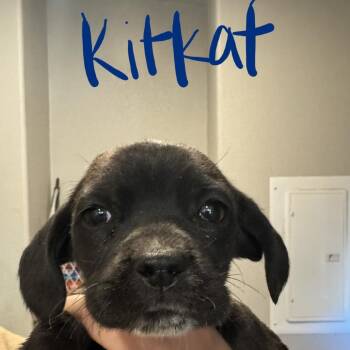 Mixed Breed Dogs Available for Adoption in Tonopah, Arizona - Kit Kat | PetCurious