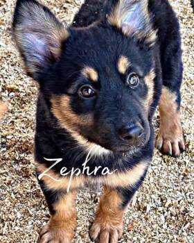 Zephra -  German Shepherd Dog Dog for Adoption in Brookshire, Texas - Zephra | PetCurious