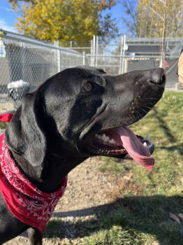 Rescue Mixed Breed Dogs for Adoption in Emmett, Idaho - Wilbur | PetCurious