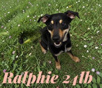 Miniature Pinscher and Australian Kelpie Dogs Available for Adoption in Franklin, Tennessee - RALPHIE | PetCurious