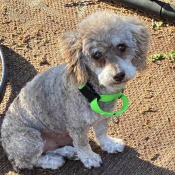 Poodle Dogs Available for Adoption in Overland Park, Kansas - Macho Man | PetCurious