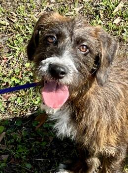 Mixed Breed Dogs Available for Adoption in Mount Pleasant, South Carolina - Jennie | PetCurious