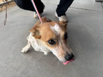 Cojack -  Jack Russell Terrier and Corgi Dog for Adoption in Kingman, Arizona - Cojack | PetCurious