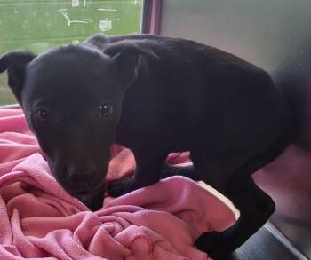 Rescue Labrador Retriever and Pit Bull Terrier Dogs for Adoption in Lawrenceville, Georgia - Pen 237 Juno | PetCurious