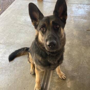 Biscuit (26-383) -  German Shepherd Dog Dog for Adoption in New Ringgold, Pennsylvania - Biscuit (26-383) | PetCurious