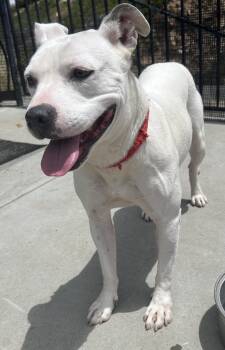 Pit Bull Terrier Dogs Available for Adoption in El Cajon, California - FLOWER | PetCurious