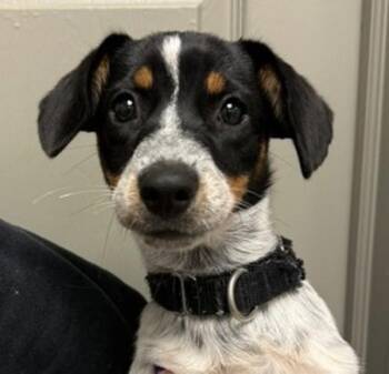 Olive Garden -  Australian Cattle Dog Blue Heeler Dog for Adoption in Littleton, Colorado - Olive Garden | PetCurious