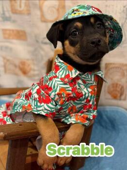 Mixed Breed Dogs Available for Adoption in Dunmore, Pennsylvania - Scrabble | PetCurious