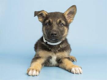 HANS -  German Shepherd Dog Dog for Adoption in Phoenix, Arizona - HANS | PetCurious