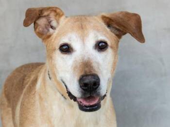 Lenny -  Mixed Breed and Golden Retriever Dog for Adoption in Longmont, Colorado - Lenny | PetCurious
