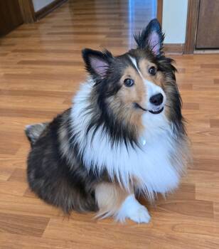 Shetland Sheepdog Sheltie Dogs Available for Adoption in Overland Park, Kansas - Autumn | PetCurious