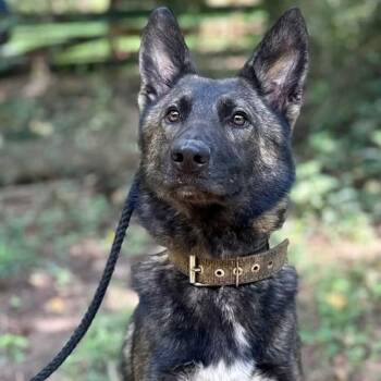 Uno -  German Shepherd Dog and Belgian Shepherd Malinois Dog for Adoption in Columbia, South Carolina - Uno | PetCurious