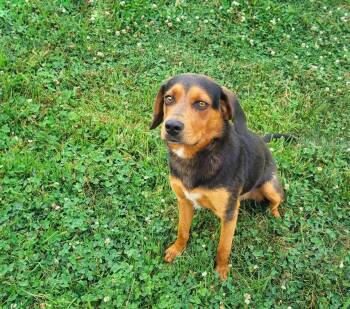 Rosco -  Labrador Retriever and Rottweiler Dog for Adoption in Coatesville, Pennsylvania - Rosco | PetCurious