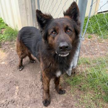 German Shepherd Dog and Shepherd Dogs Available for Adoption in Kerrville, Texas - Bear | PetCurious