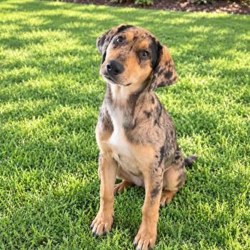 Lilo -  Catahoula Leopard Dog Dog for Adoption in Baton Rouge, Louisiana - Lilo | PetCurious