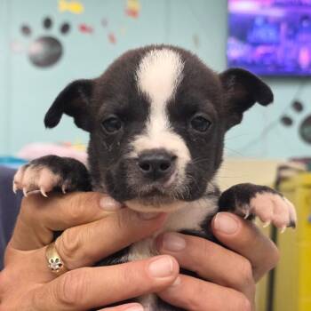 Lola Bunny -  Mixed Breed Dog for Adoption in Phenix City, Alabama - Lola Bunny | PetCurious