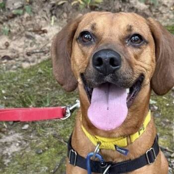 Rescue Mixed Breed Dogs for Adoption in Asheville, North Carolina - Molly | PetCurious