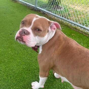 Sally -  Pit Bull Terrier and Mixed Breed Dog for Adoption in Binghamton, New York - Sally | PetCurious