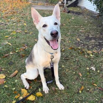 Rescue German Shepherd Dog Dogs for Adoption in Riverwoods, Illinois - Othello | PetCurious