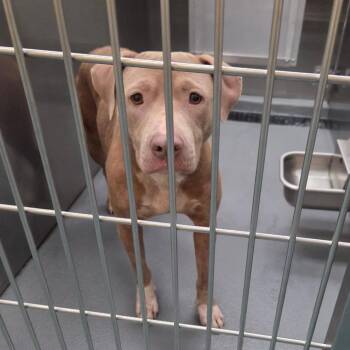 Coca -  Mixed Breed Dog for Adoption in Memphis, Tennessee - Coca | PetCurious