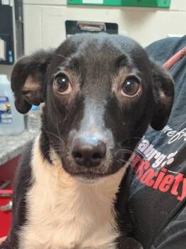 Rescue Dachshund and Mixed Breed Dogs for Adoption in Spartanburg, South Carolina - Trouble | PetCurious