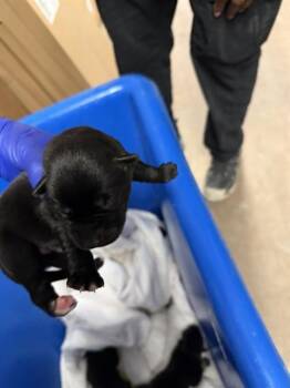 Mixed Breed Dogs Available for Adoption - PUP 5 | PetCurious