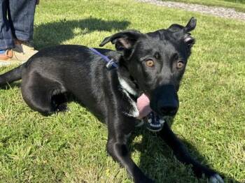 Waxillium -  Labrador Retriever Dog for Adoption in Portland, Oregon - Waxillium | PetCurious