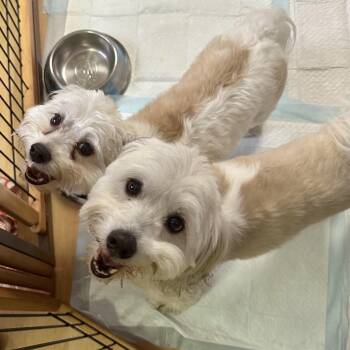 Thunder and Lightning -  Havanese Dog for Adoption in Washington, Pennsylvania - Thunder And Lightning | PetCurious